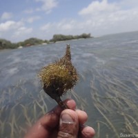 Enhalus acoroides (L.f.) Royle
